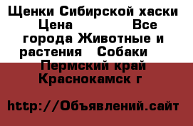 Щенки Сибирской хаски › Цена ­ 18 000 - Все города Животные и растения » Собаки   . Пермский край,Краснокамск г.